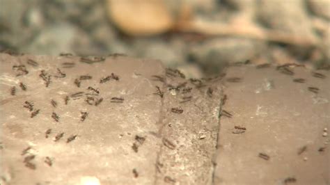 are ants attracted to heat|Ants In Warm Weather .